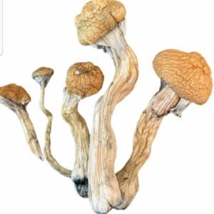 Buy Golden Teacher Mushrooms
