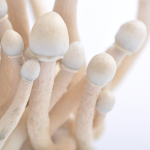 Buy Albino A Plus Psilocybe Cubensis Strain Online