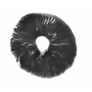 PF Original Psilocybe Cubensis Spore Strain