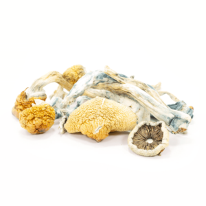 BLUE MEANIE MUSHROOMS