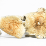 Buy Cambodian Magic Mushroom