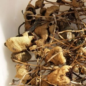 Buy Psilocybe semilanceata