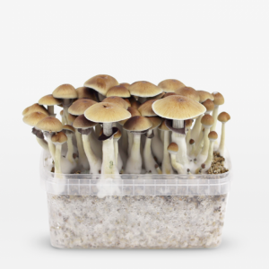 Puerto Rican Mushroom grow kit