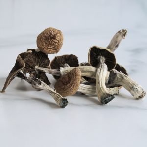 Mazatapec magic mushroom