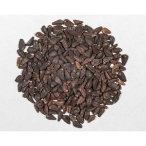 BUY MORNING GLORY SEEDS
