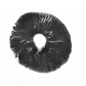 Psilocybe Fanaticus spore print